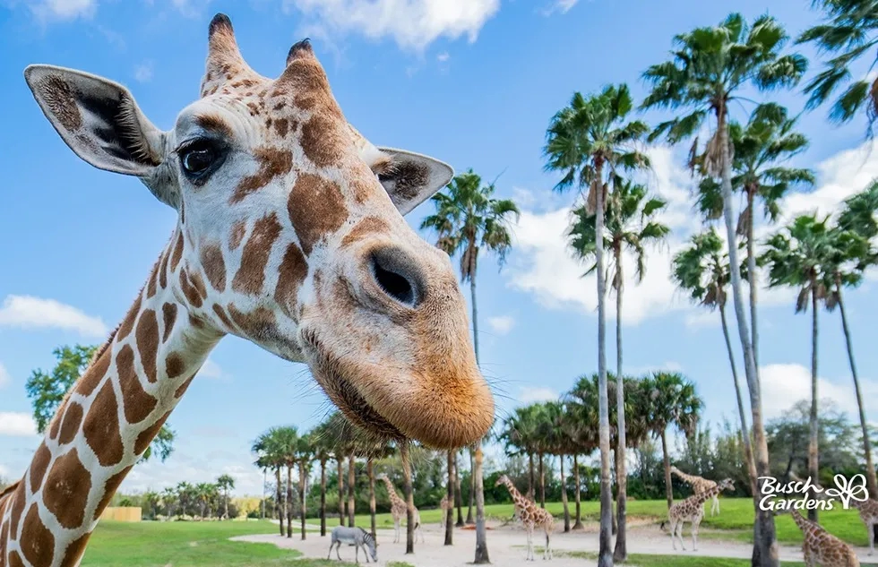 Giraffe face with Busch Gardens logo burn-in, video conferencing background image