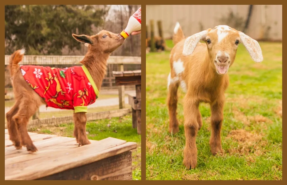Goats at Goat Daddy's Farm and Animal Sanctuary in Elgin, South Carolina