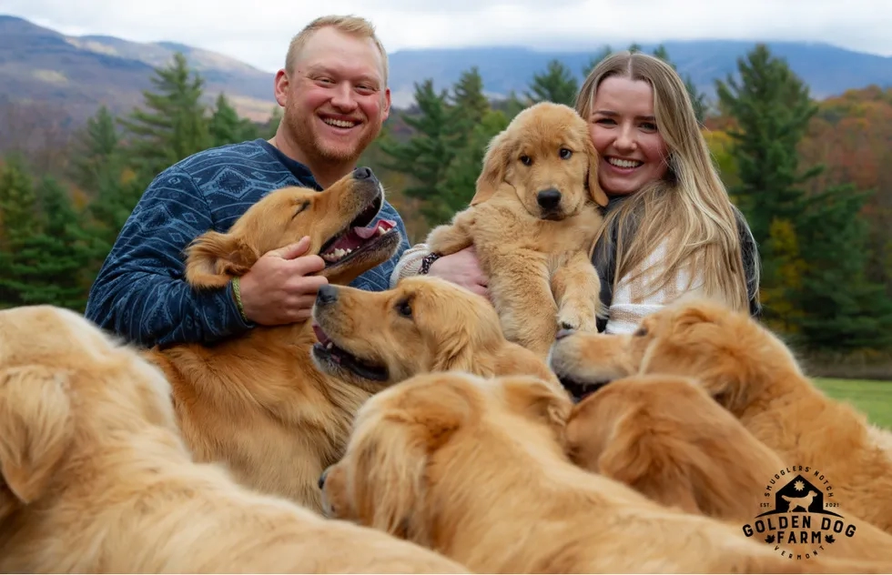 The Golden Retriever Experience at Golden Dog Farm in Jeffersonville, Vermont