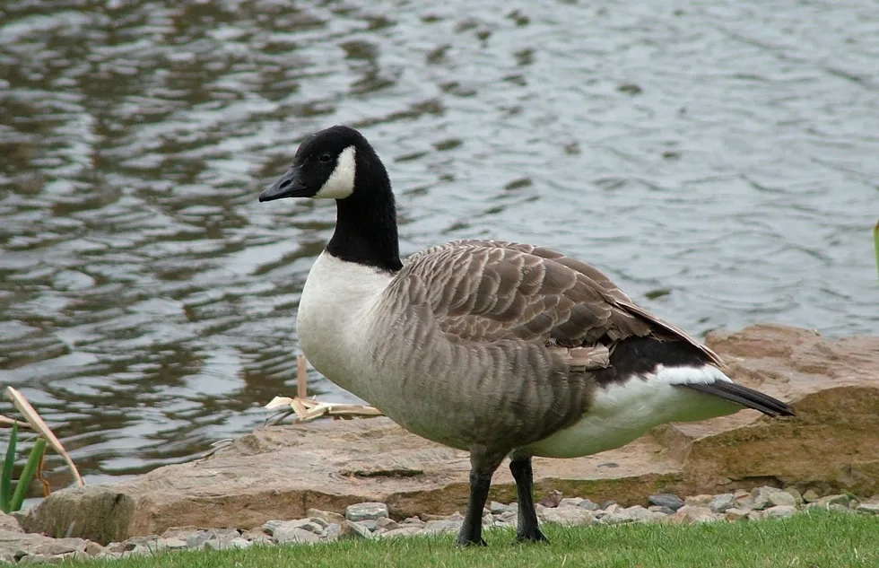 Canada goose
