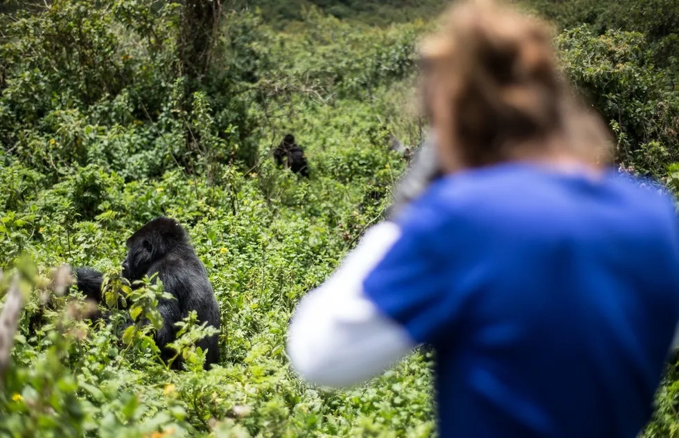 Gorilla safari in Uganda