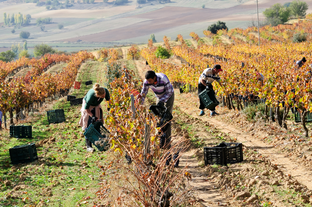 Toro, Zamora, Spain, Vineyards