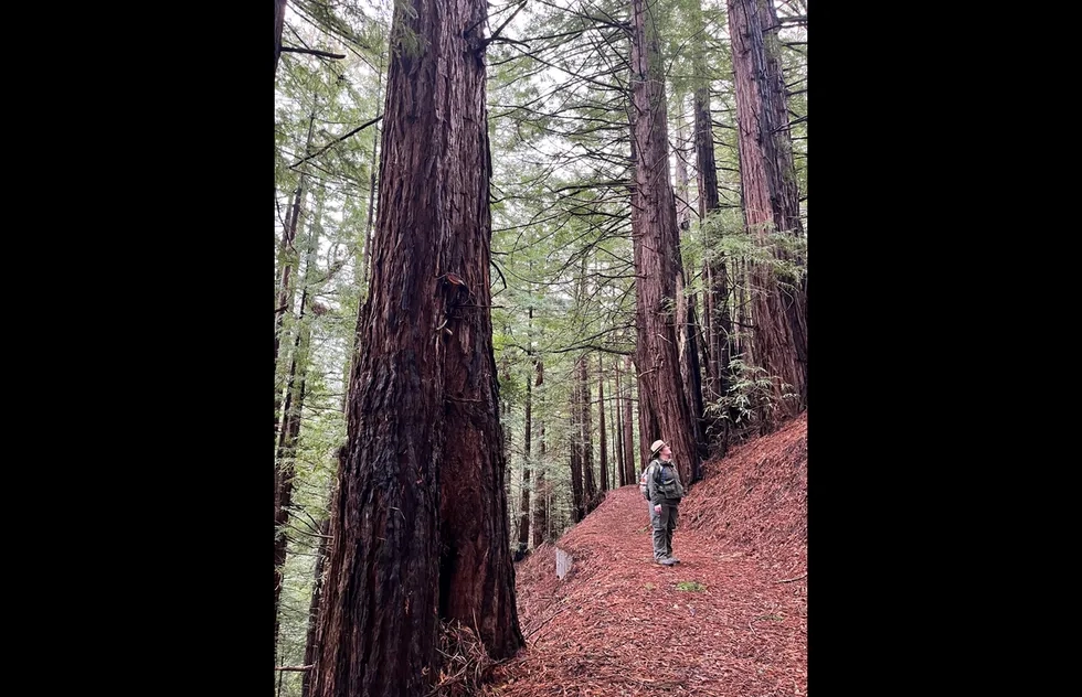 Grasshopper Loop Trail at La Honda Creek Open Space Preserve in California