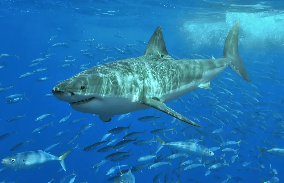 Great white shark
