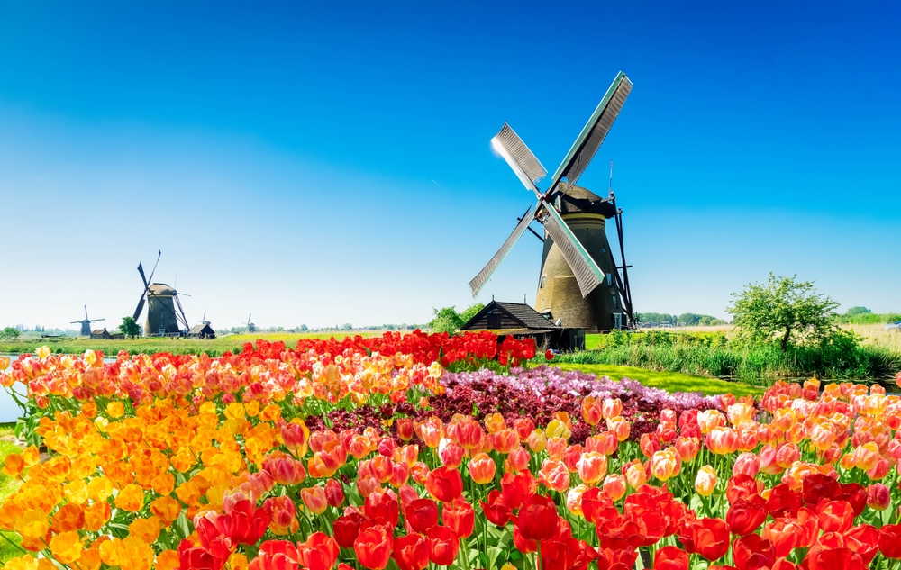 The Netherlands, Holland, Europe, Tulips