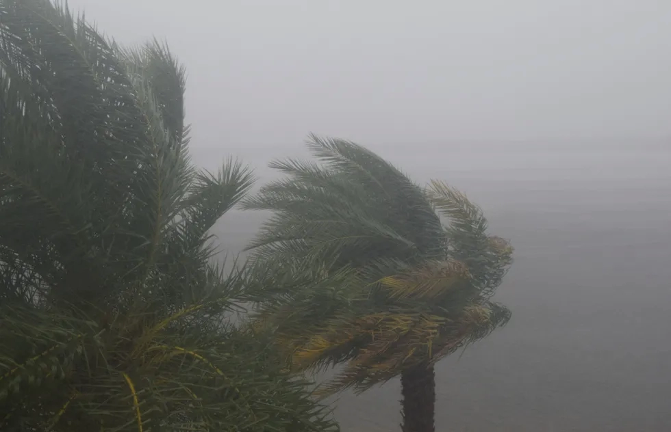 Palm trees in South Florida during 2019's Hurricane Dorian