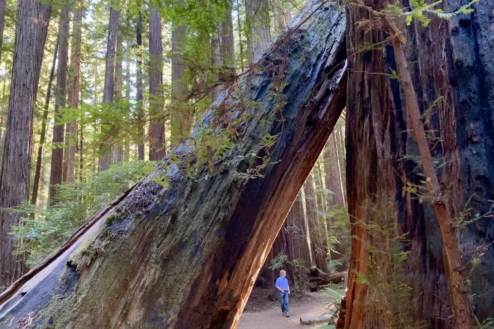 Avenue of the Giants, California, Redwood Trees