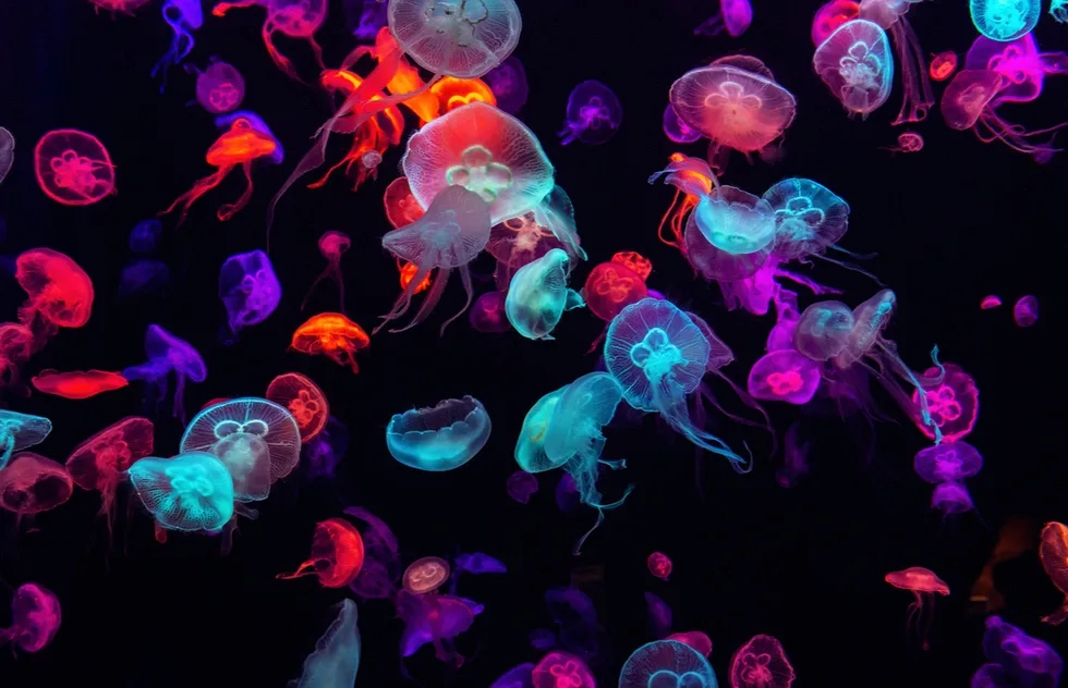 Jellyfish