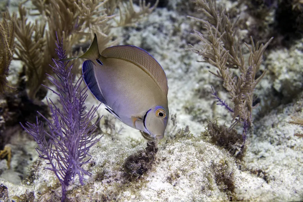 John Pennekamp State Park, Florida Keys, Florida, Surgeonfish