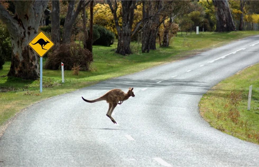 Kangaroo, Road, Australia, Down Under, Travel