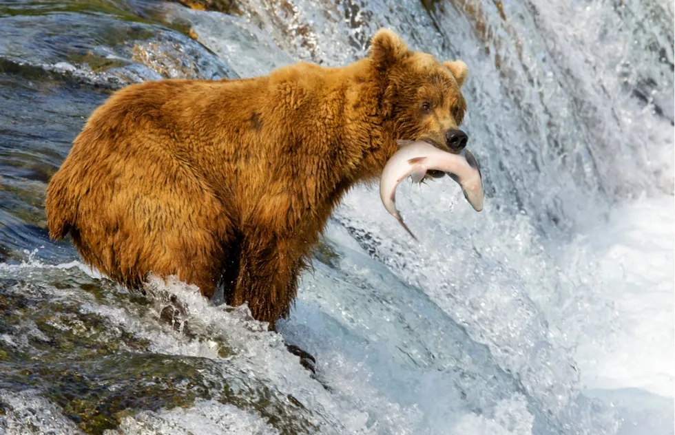 Bear with salmon in Alaska's Katmai National Park