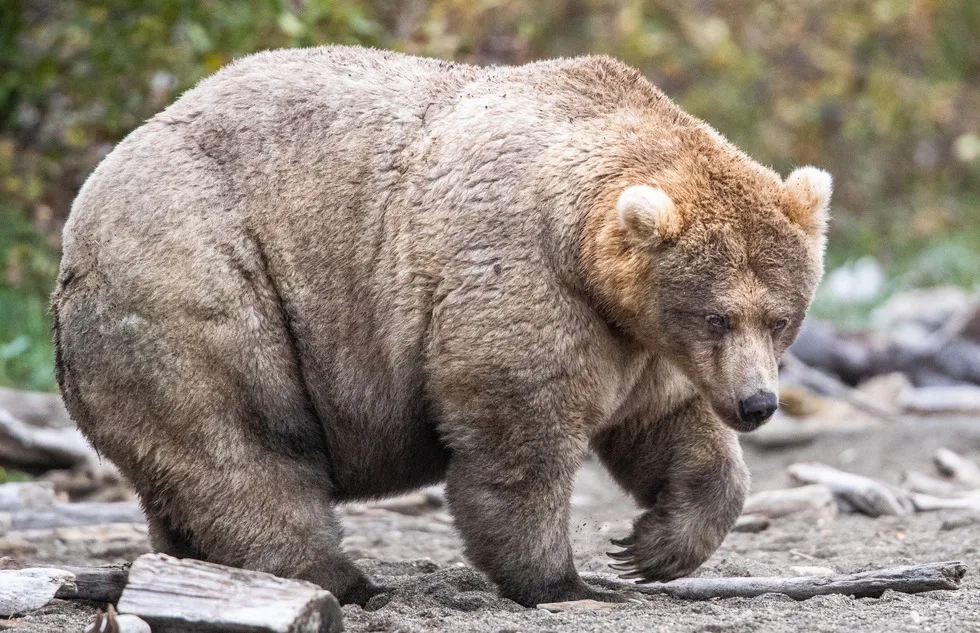 Holly, the 2019 winner of Fat Bear Week at Katmai National Park & Preserve in Alaska