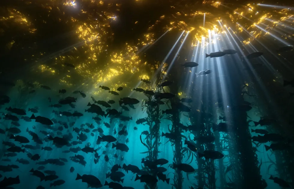 Underwater kelp forest near Monterey, California