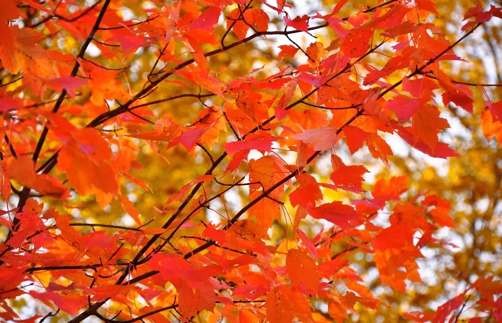 Fall Foliage, Vermont, Massachusetts, New Hampshire, Maine, New England, Leaves, Autumn