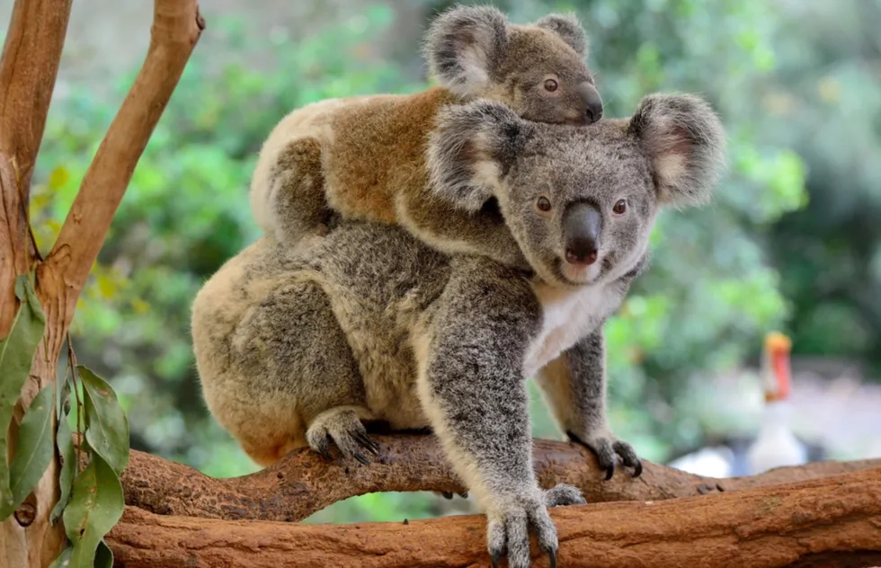 Koalas