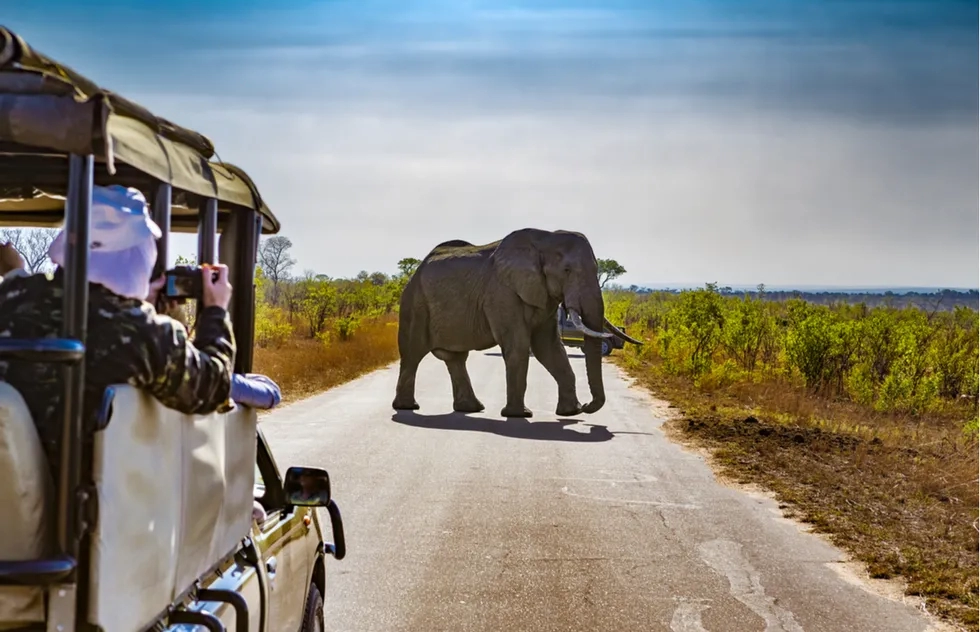 Safari at Kruger National Park in South Africa