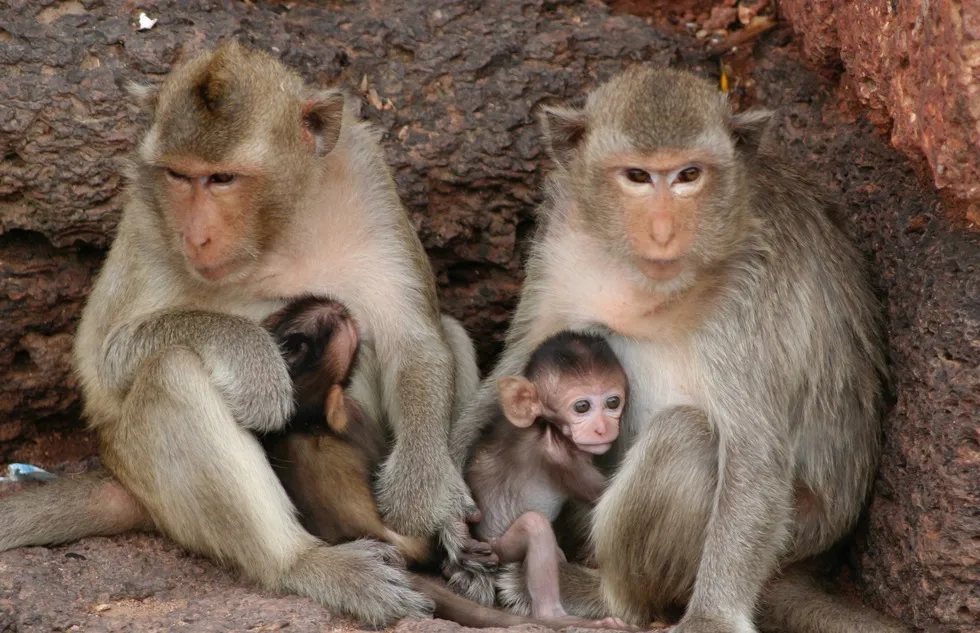 Macaque monkeys sit on a rock