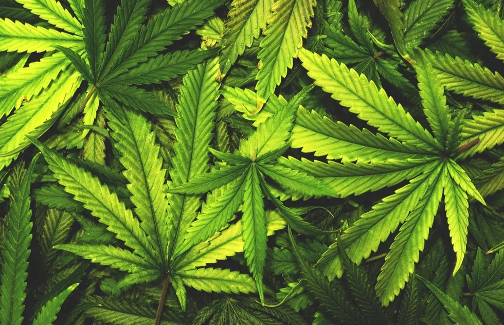 Marijuana