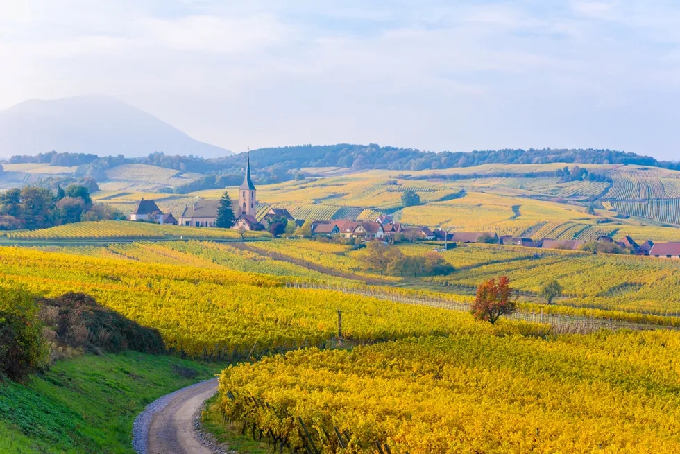 Mittelbergheim, Alsace Lorraine, France, Vineyards, Travel