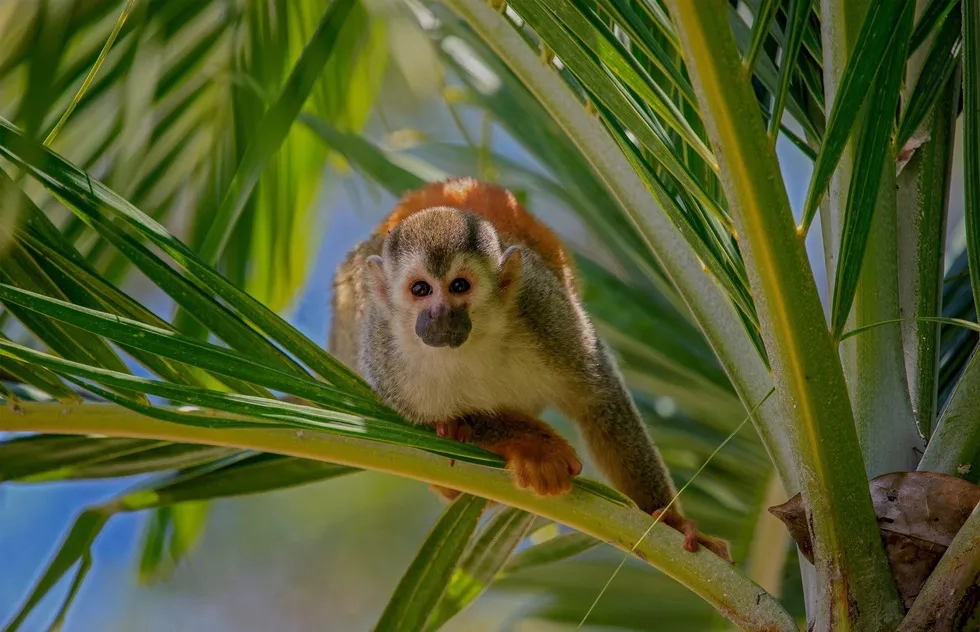 Monkey, Costa Rica