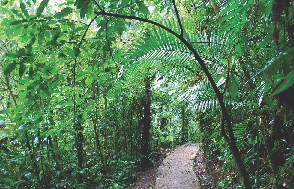 Monteverde Cloud Forest Biological Reserve, Costa Rica