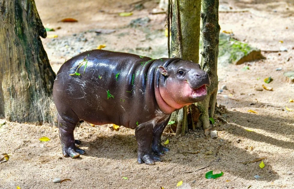 Moo Deng Dupes: U.S. Zoos Where You Can See Pygmy Hippos