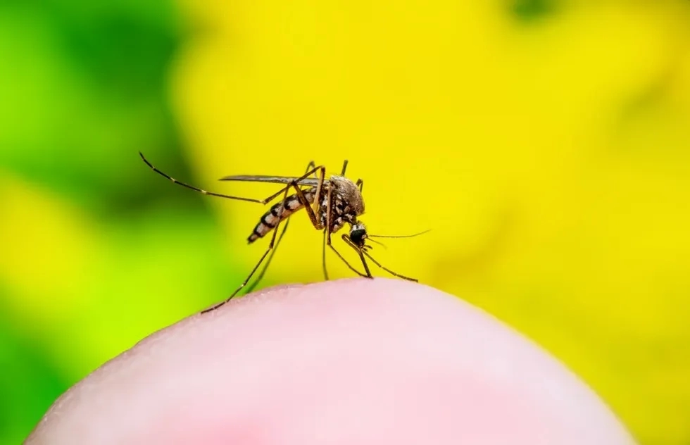 A mosquito bites an arm.