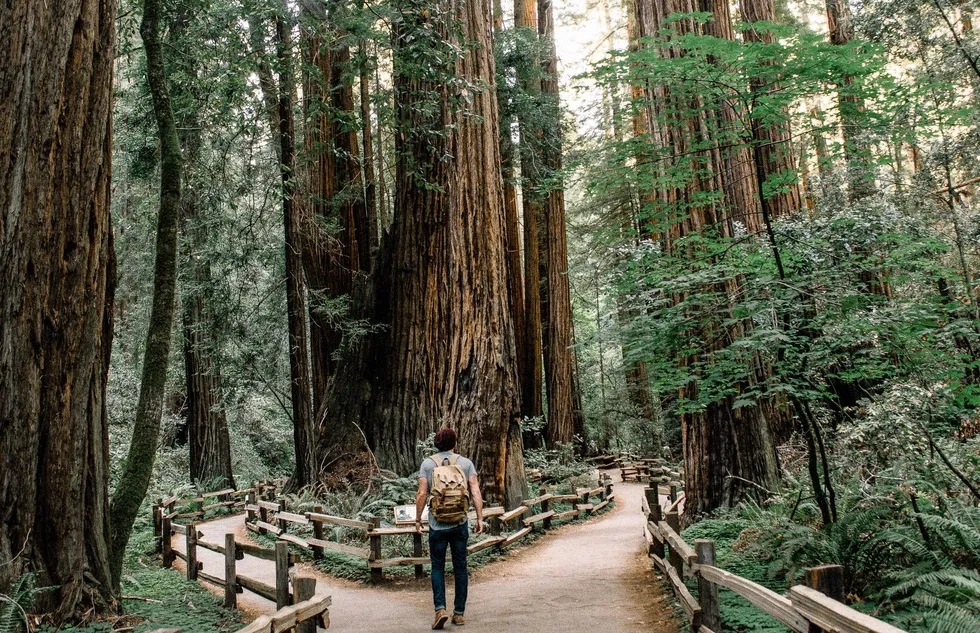 Muir Woods National Monument in California