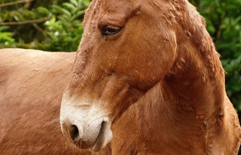 Mule in Molokai, Hawaii