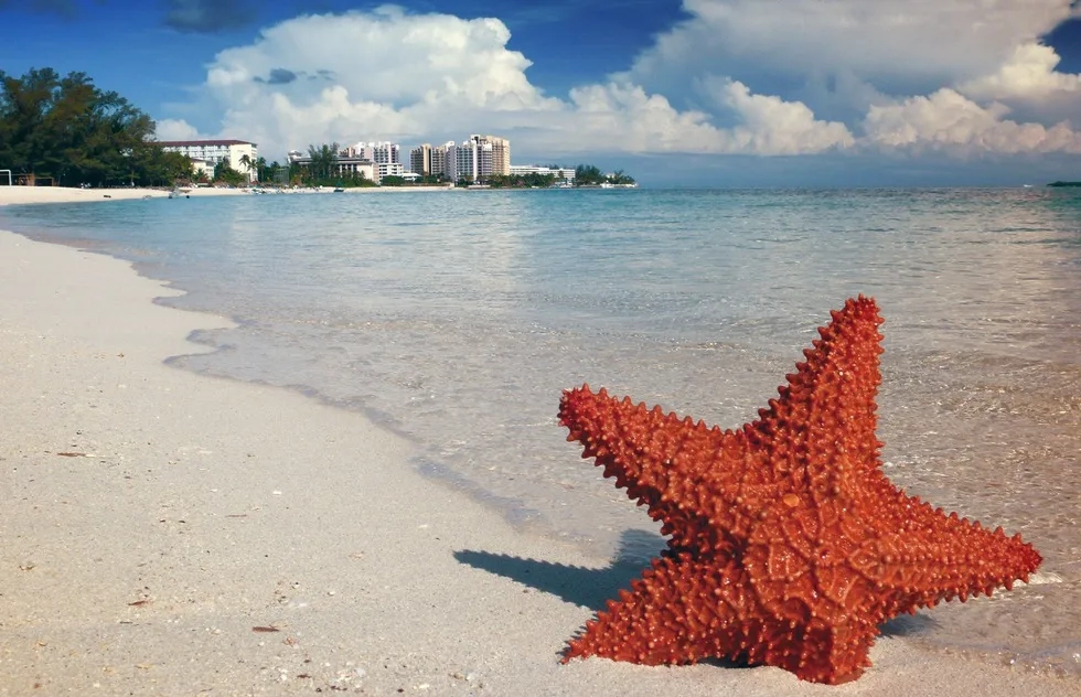 Nassau, Bahamas, Starfish