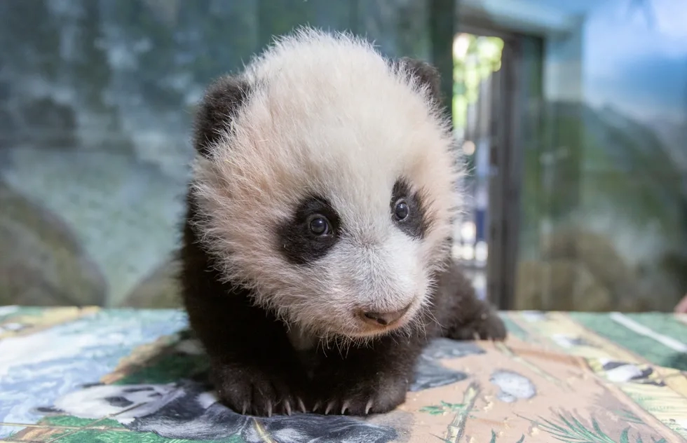 Mei Xiang, a giant panda at the Smithsonian's National Zoo in Washington, D.C.