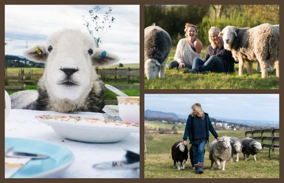 Naughty Sheep tea experience in Scotland