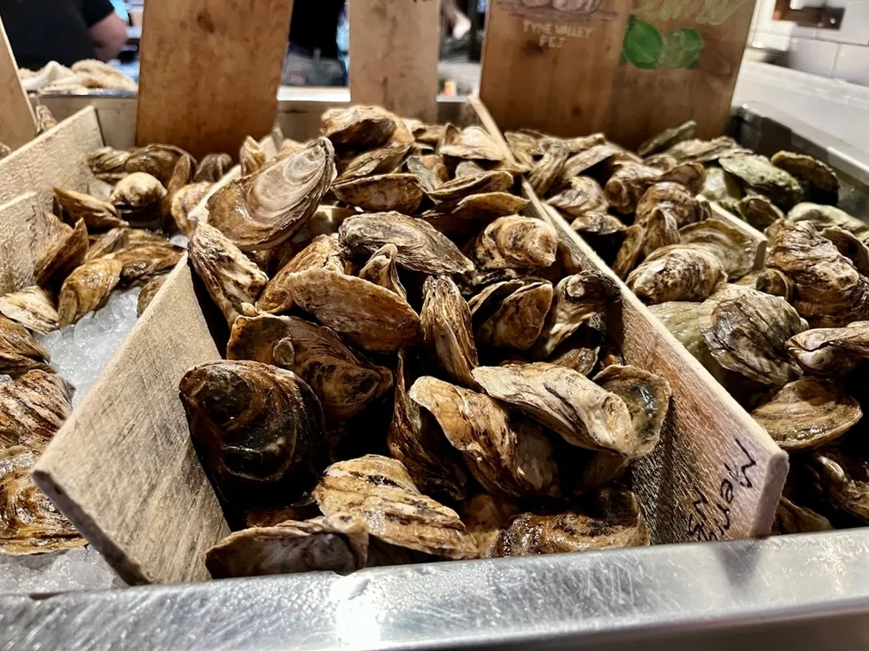 Oysters, Halifax