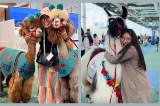 How to Meet Therapy Llamas at the Portland Airport in Oregon
