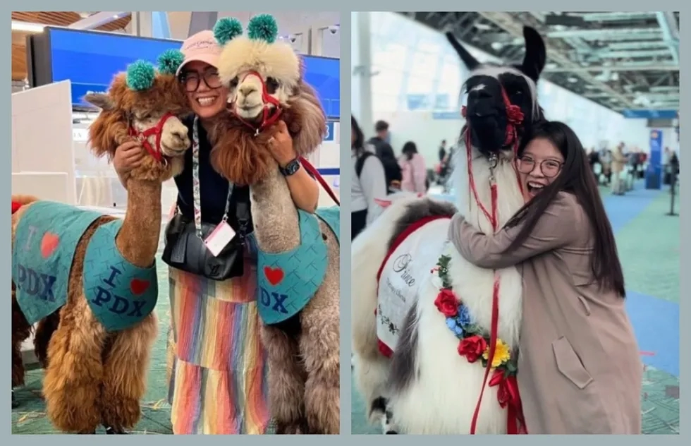 How to Meet Therapy Llamas at the Portland Airport in Oregon