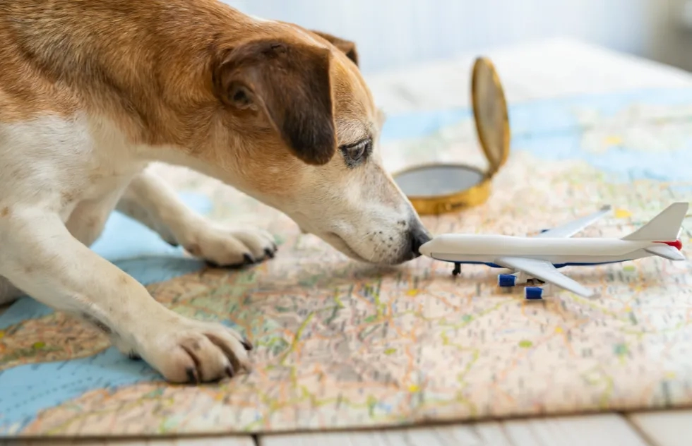 A dog, a toy plane, and a map