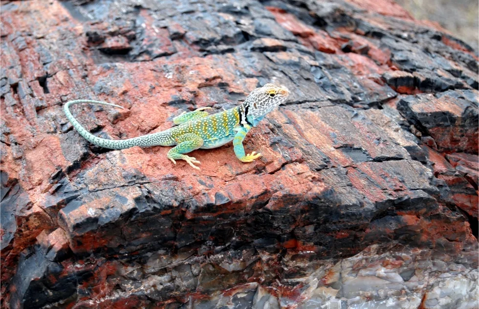 Petrified Forest National Park, Arizona, Lizard