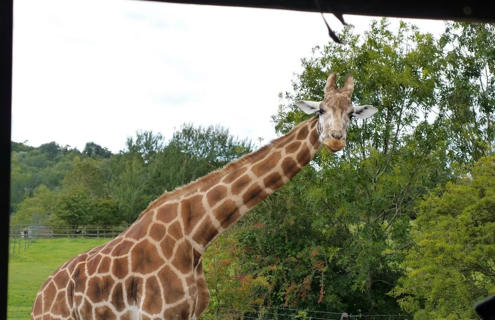Giraffe at the Port Lympne wildlife reserve in Kent, U.K.