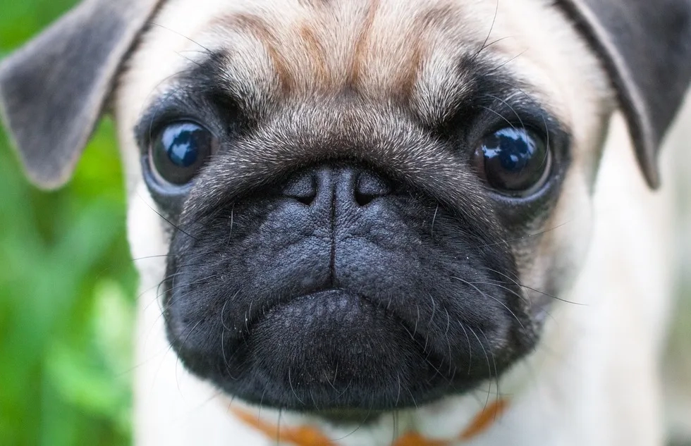 Pug puppy