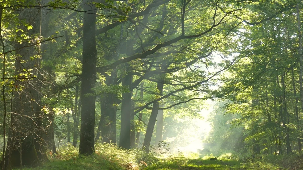 Forest of Rambouillet, France