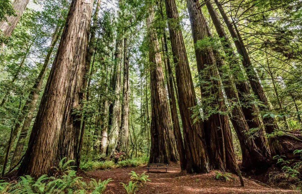 Tall Trees Grove at Redwood National Park in California