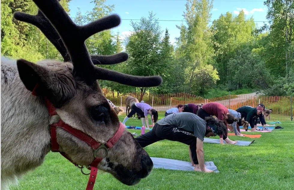 Reindeer yoga at Running Reindeer Ranch in Fairbanks, Alaska