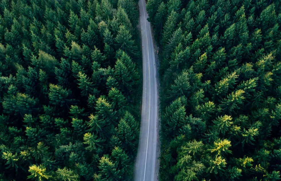 Road trip, pine trees, road