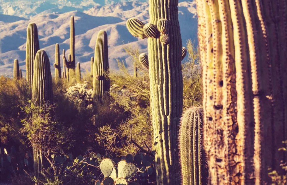 Saguaro National Park, Tucson, Arizona, National Park, Cacti, Cactus