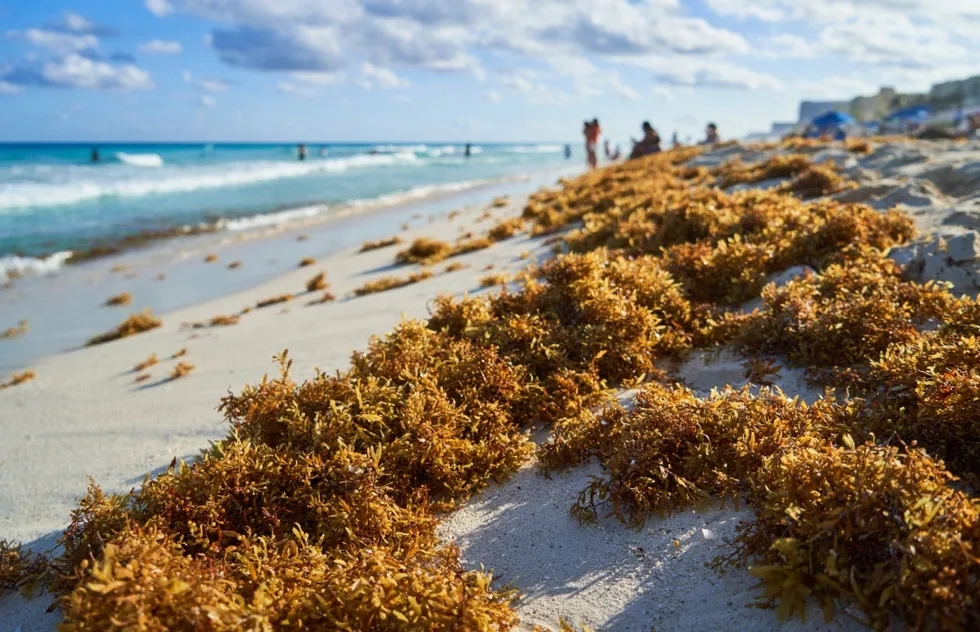 Sargassum on a beach