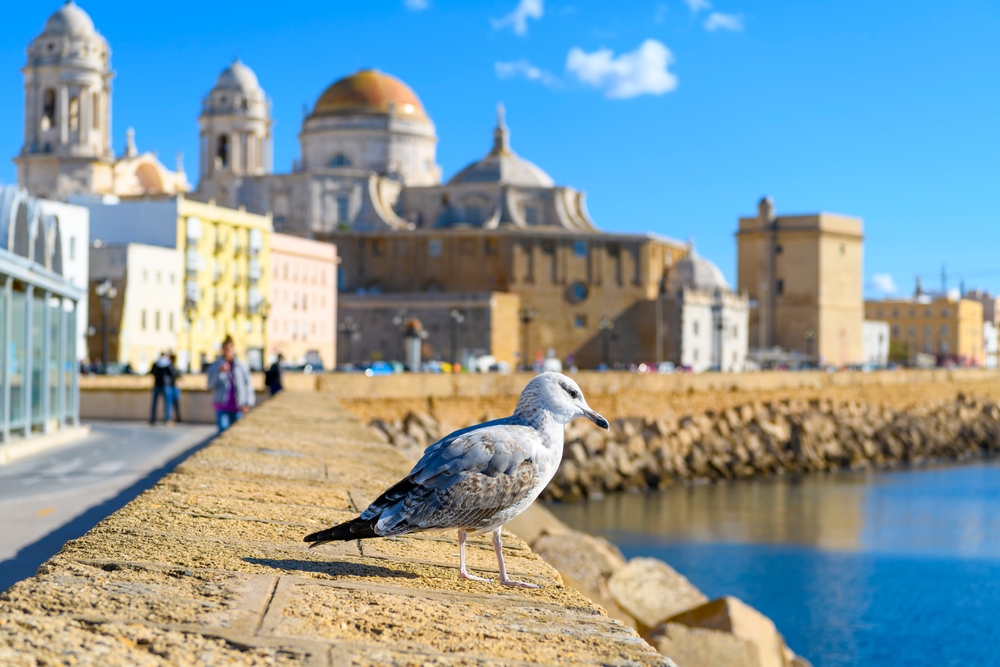 Seagull, Cadiz, Spain