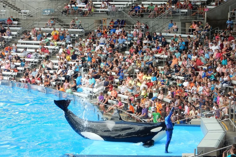 Shamu show, SeaWorld Orlando