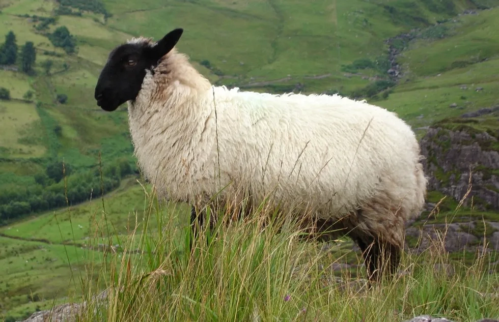 Sheep in Ireland