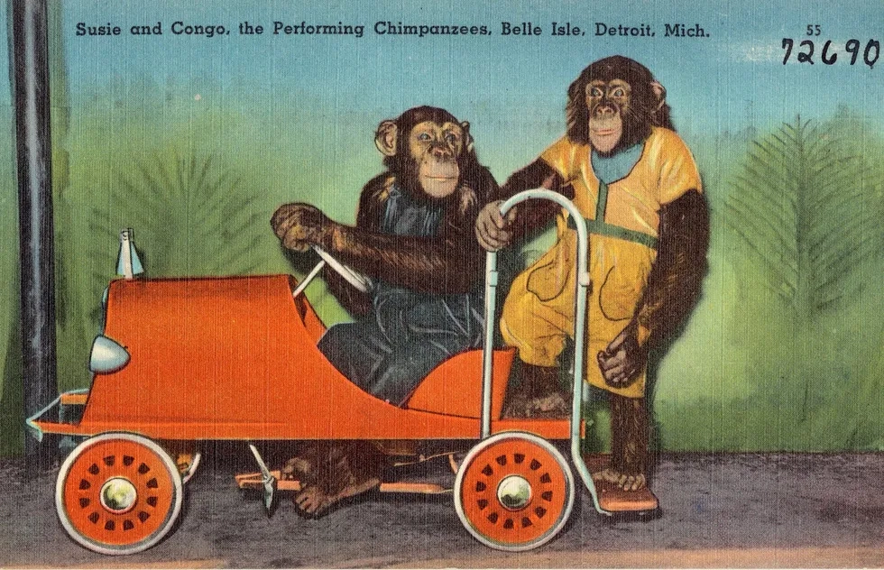 Susie and Congo, performing chimpanzees