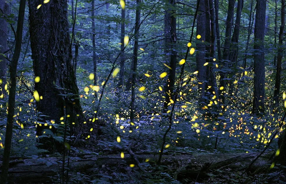 Synchronous fireflies at Elkmont, Tennessee, within Great Smoky Mountains National Park